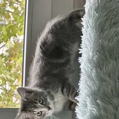 Leïla , babysitter à Asnieres sur Seine